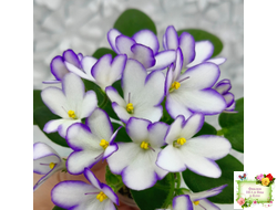 2А-Проба Пера (Е. Кольцова) 2024 г. (сортовая розетка)