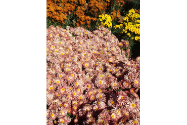 Бордо.
Селекция НБС