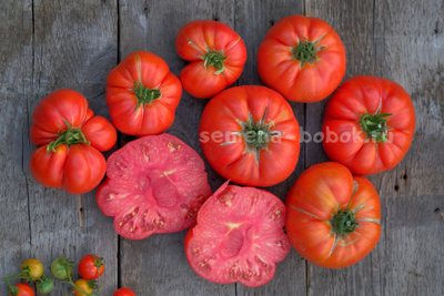 Томат Red Brandywine, Landis Valley (Красный Брендивайн Долина Лэндис), 10 шт