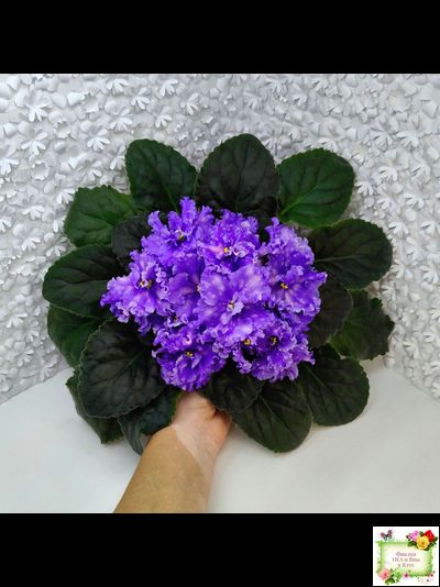 МТ-XXL Эльф (М. Тотиева) 2022 г.