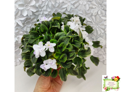 LV-Яночка (Л. Шевелева) 2023 г. трейлер (пасынок-стартер сорт посажен 10.07.25)