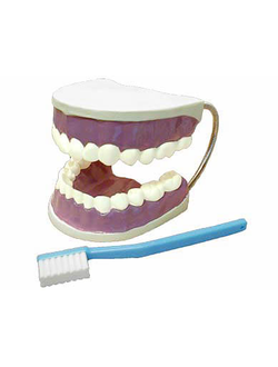 Модель "Гигиена зубов"