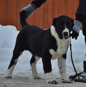 Сука №6. ГЮЛДУЗ (Черная с белым). ПРОДАНА