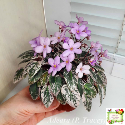 Adeara (P. Tracey) (3975) 06/02/1980 трейлер