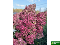 Гортензия метельчатая "Vanille Fraise" (Ванилла Фрейз)