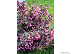 Вейгела цветущая Нана Пурпуреа фото в саду красовский-сад.рф