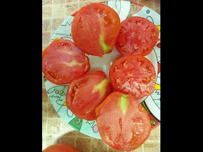 Томат Кунео гигантская груша (Cuneo Giant Pear) США