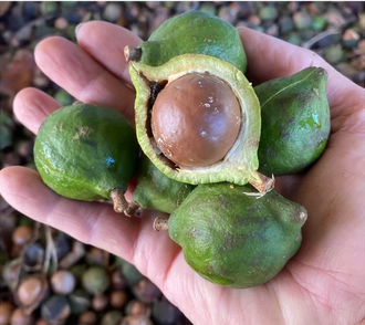 Макадамии масло рафинированное 50 мл