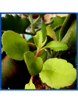 Kalanchoe welwitschii