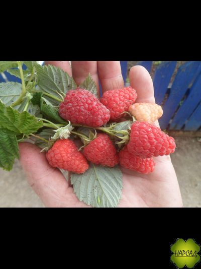 Подарок Кашину (ремонтантная, урожайная)