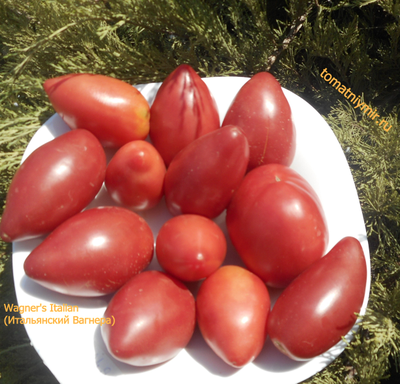 Томат Wagner's Italian (Итальянский Вагнера)