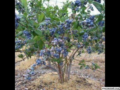 Голубика Элизабет - Elisabeth