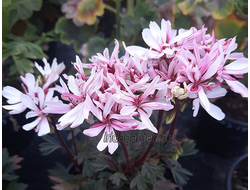 Пеларгония Ирида Лесные Эльфы