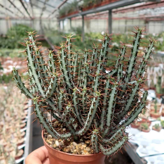 Euphorbia Aeruginosa - Эуфорбия Аэругиноза, Молочай аэругиноса, Молочай медно-ржавый