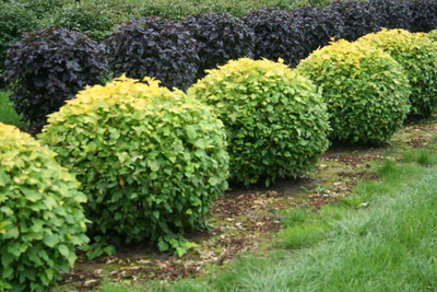 пузыреплодник калинолистный видовой