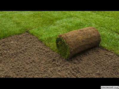 Рулонный газон Промышленный
