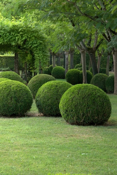 Самшит вечнозеленый