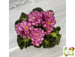 ЛФ-Мраморный Пион (Л. Федосеева)