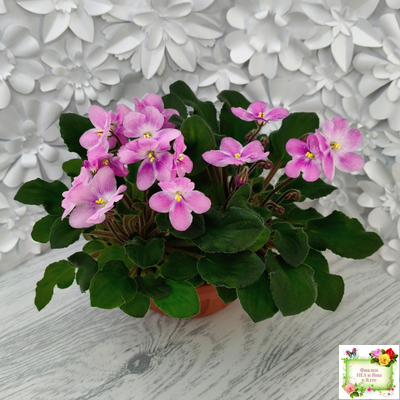 LV-Звезда в Ночи (Л. Шевелева) 2025 г. трейлер (клакамасный лонг)