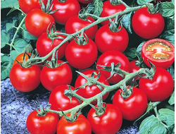 ЧЕРРИ ПРИНЦ БАЙА