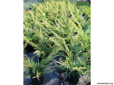 Можжевельник Пфитцериана Ауреа - Pfitzeriana Aurea