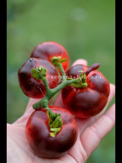 Томат Гондвана Тени, 10 шт