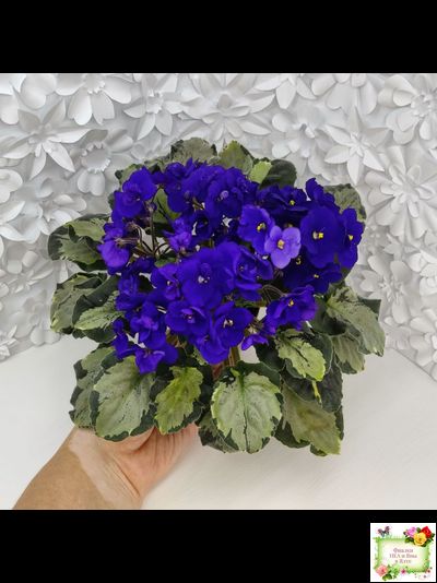 Harmony&#039;s Little Stinker (Harmony) листовая химера (пасынок сорт укоренённый)