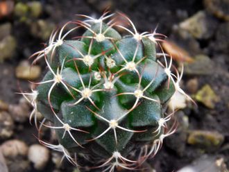 Gymnocalycium bruchii v. niveum VG 536