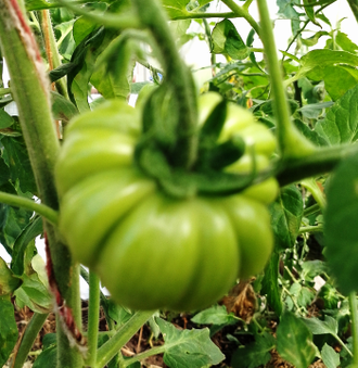 Семена томата Красный бордюр