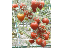 Томат Гибрид №2 Тарасенко