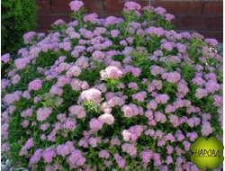 Спирея японская "Литл принцесс" (пышный саженец 30х30 см)