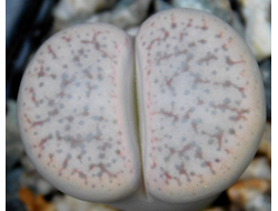 Lithops pseudotruncatella ssp.archerae С306 f (MG) - 10 семян