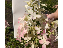 Гортензия метельчатая Конфетти