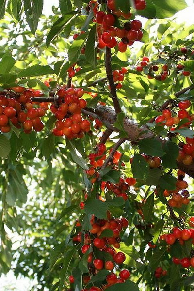 Черешня  Брянская розовая