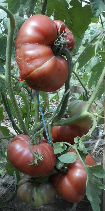 Томат Деревья нижняя полоса (Trees Bottom Streaks) США