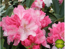 РОДОДЕНДРОН ЯКУШИМАНСКИЙ "ПИНК ЧЕРАБ" (САЖЕНЕЦ 30-40 СМ)