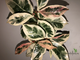 Ficus elastica cv. 'Melany' variegata / Фикус Эластика «Мелани» вариегатный