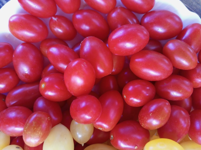 Томат Чио-чио-сан