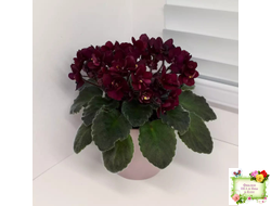 Jolly Fire (H.Pittman) (9715) 01/15/2007