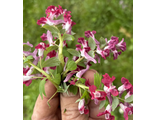 Corydalis solida Аритмия