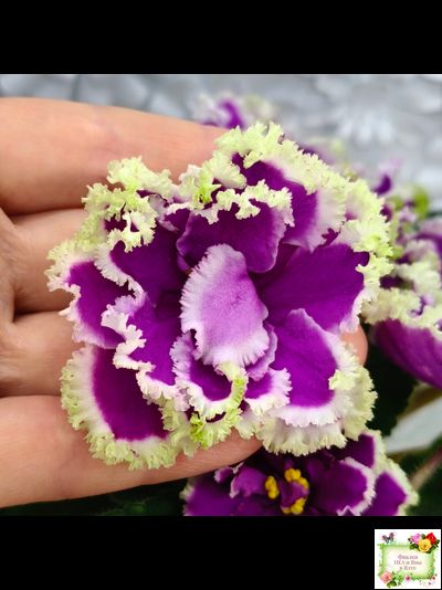 ЕК-Малахитовая Орхидея (Е. Коршунова) 2012 г.