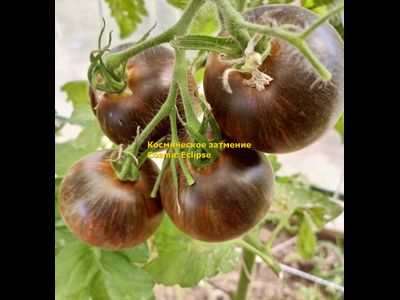 Томат Космическое затмение (Cosmic Eclipse)