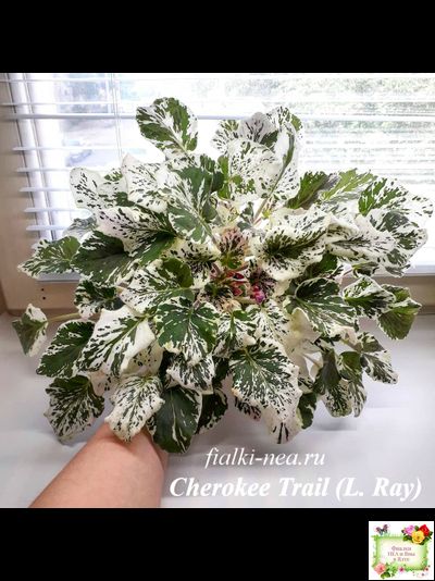 Cherokee Trail (L. Ray) трейлер (пасынок сорт посажен 06.10.25)