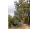 Эвкалипт камальдульский (Eucalyptus camaldulensis) Иран, 5 мл - 100% натуральное масло