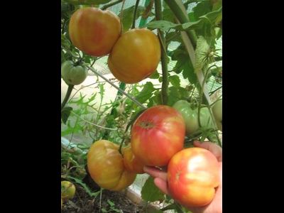 Томат Олимпийский огонь