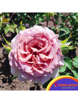 Мокароза (Mokarosa)