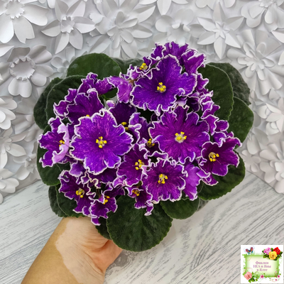 АВ-Просто Космос (Фиалковод) 2019 г. (Пасынок укорененный)