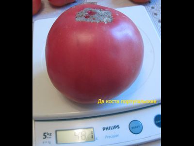 Томат Дакоста португальская (DaCosta's Portuguese)