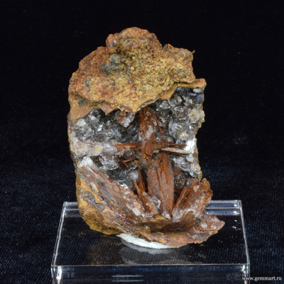 Гипс и псиломелан в полости ракушки. 56*44*35мм