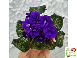 Sterling Trinket (E. Champion) (лист посажен 30.01.26)